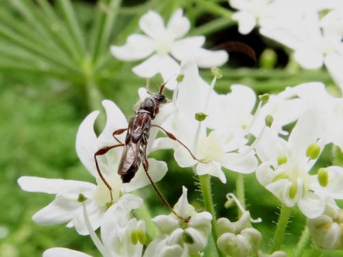 Réf. 209 382 : Molorchus minor